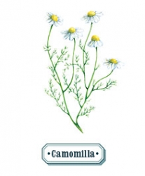 Camomilla